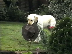 Bouncer in Neighbours Episode 1320