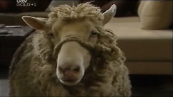 Casserole the sheep in Neighbours Episode 