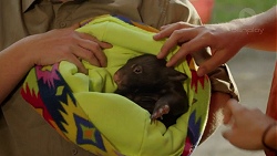 Warnie the Wombat in Neighbours Episode 7522