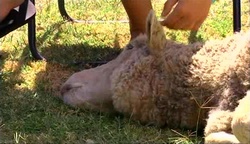 Casserole the sheep in Neighbours Episode 