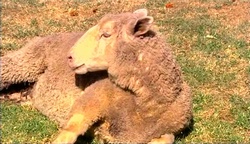 Casserole the sheep in Neighbours Episode 